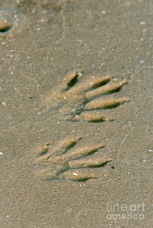 Raccoon Tracks In Sand Photograph by Steve Maslowski