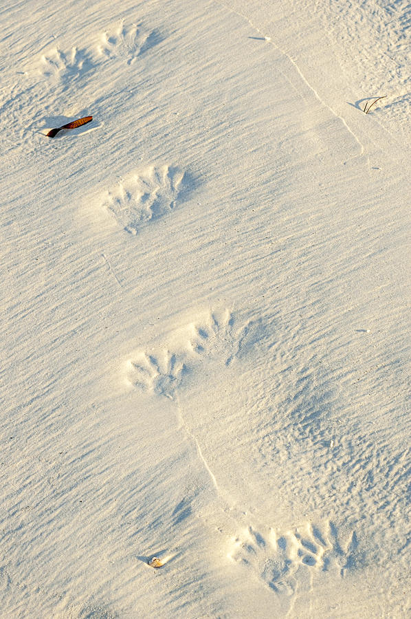 Raccoon Tracks In The Sand Photograph By Art Spearing Fine Art America