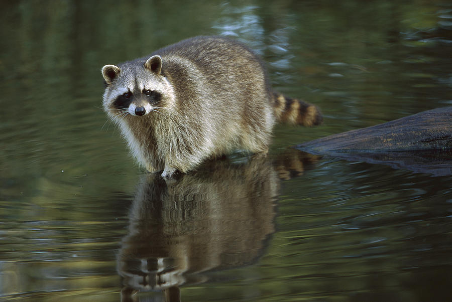 Raccoon Wading North America Photograph by Konrad Wothe