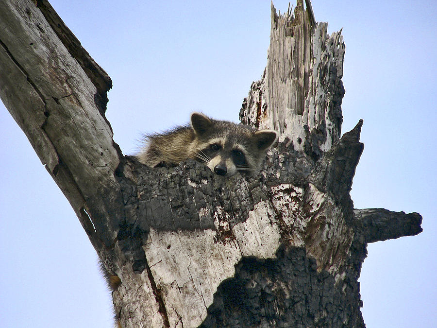 Raccoon Waiting. Lake Marion Creek W.M.A. Photograph by Chris  Kusik