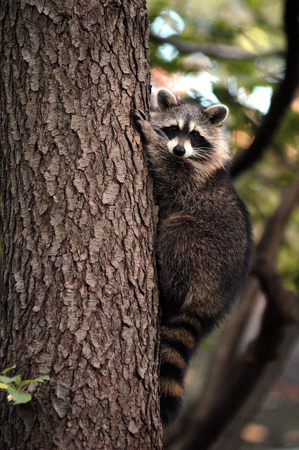 Raccoon Photograph by Yue Wang