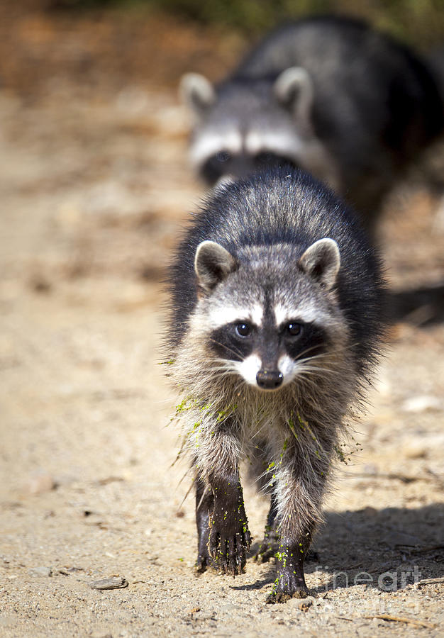 The Beauty of the Raccoon Family Photograph by David Millenheft