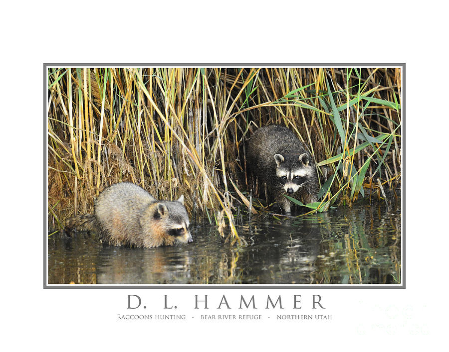 Raccoons Hunting Photograph by Dennis Hammer