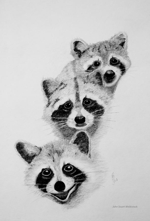 Raccoons Drawing by John Stuart Webbstock