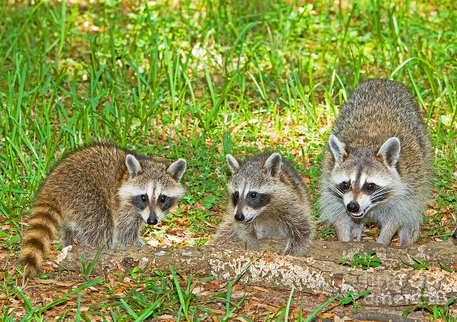 Raccoons Photograph By Millard H Sharp Fine Art America