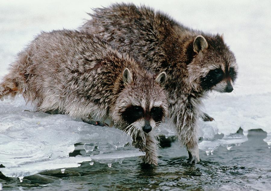 Raccoons Washing Photograph by William Ervin/science Photo Library