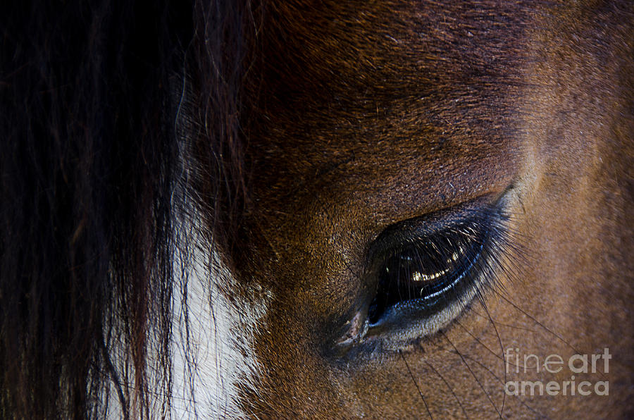 Race Horse Closeup Photograph by Norma Warden