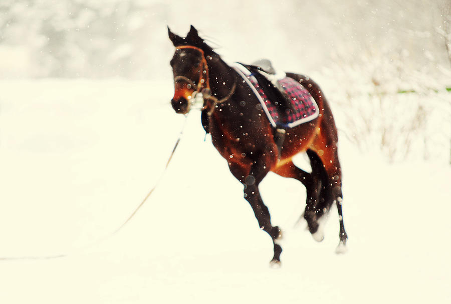 Race in the Snow I Photograph by Jenny Rainbow