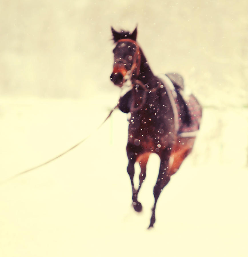 Race In The Snow Photograph