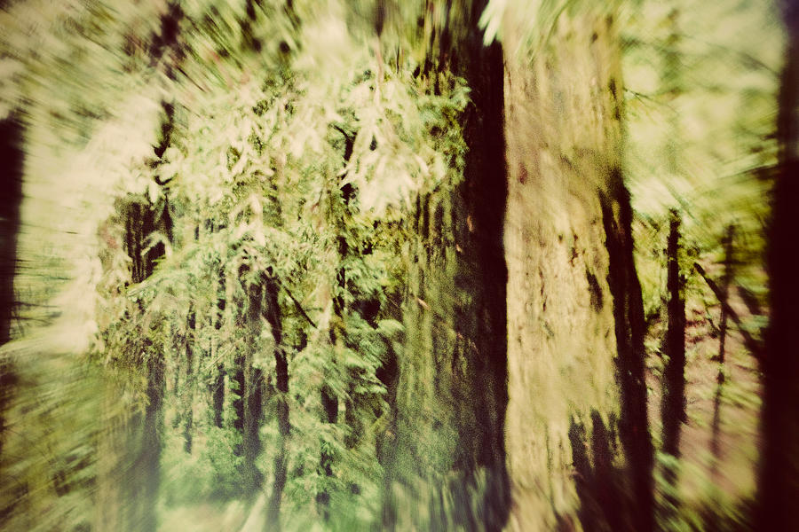 Tree Photograph - Racing Forest by Nicole Swanger