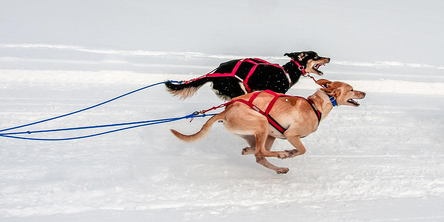 Racing Sled Dogs Photograph by Thomas Lavoie