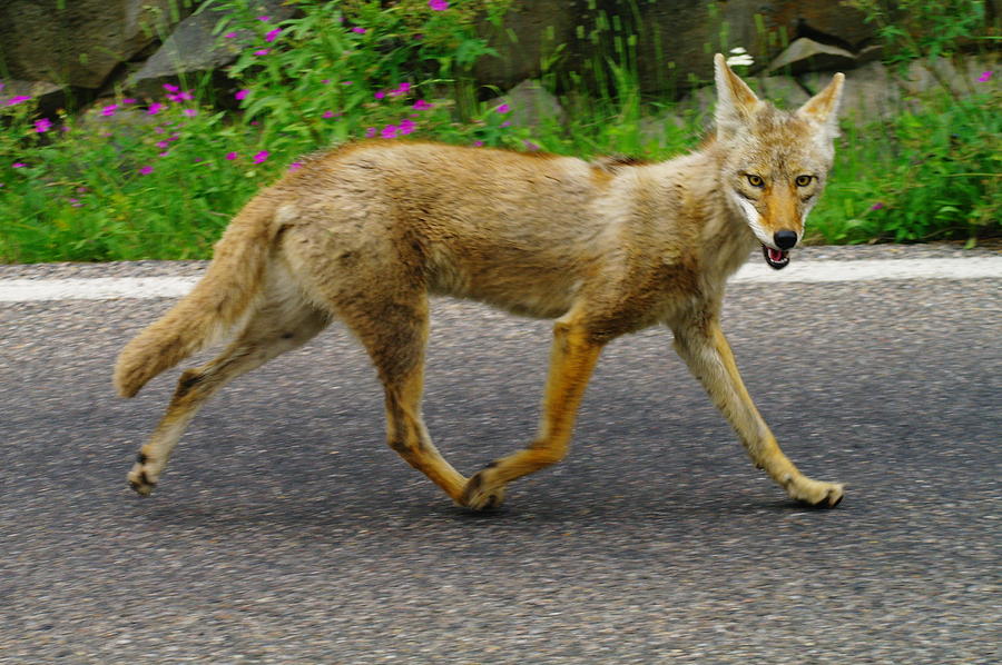 Racing Wily Coyote Photograph