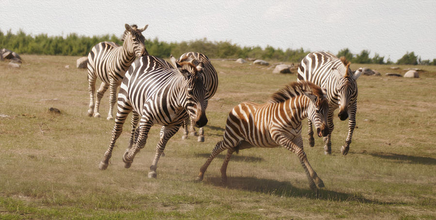 Racing Zebras 1 in color Photograph by Tracy Winter