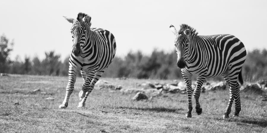 Racing Zebras Photograph by Tracy Winter