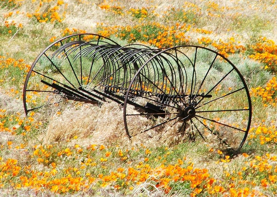 Rack Among the Poppies Photograph by Patricia Quandel