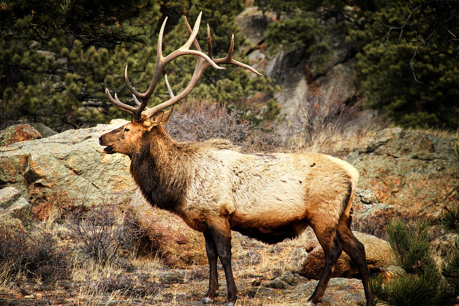 Rack of Elk Photograph by Juli Ellen