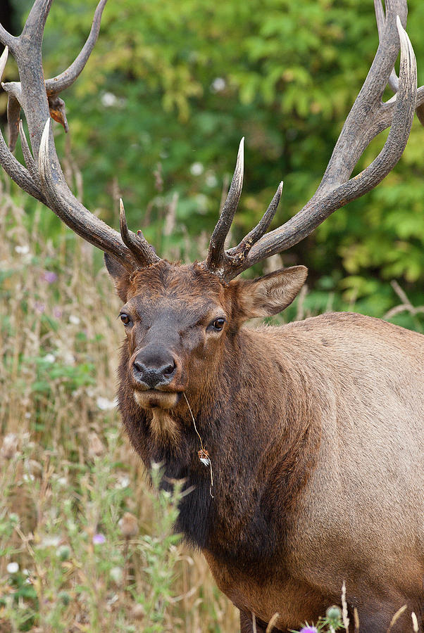 Racked Roosevelt Elk Photograph by Greg Nyquist