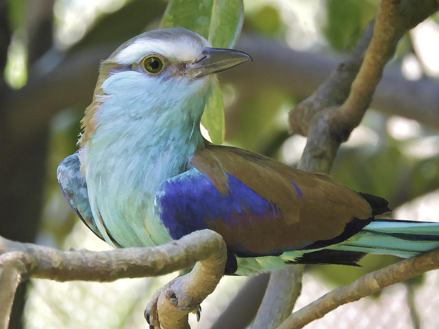 Racket Tailed Roller Photograph by Penny Lisowski