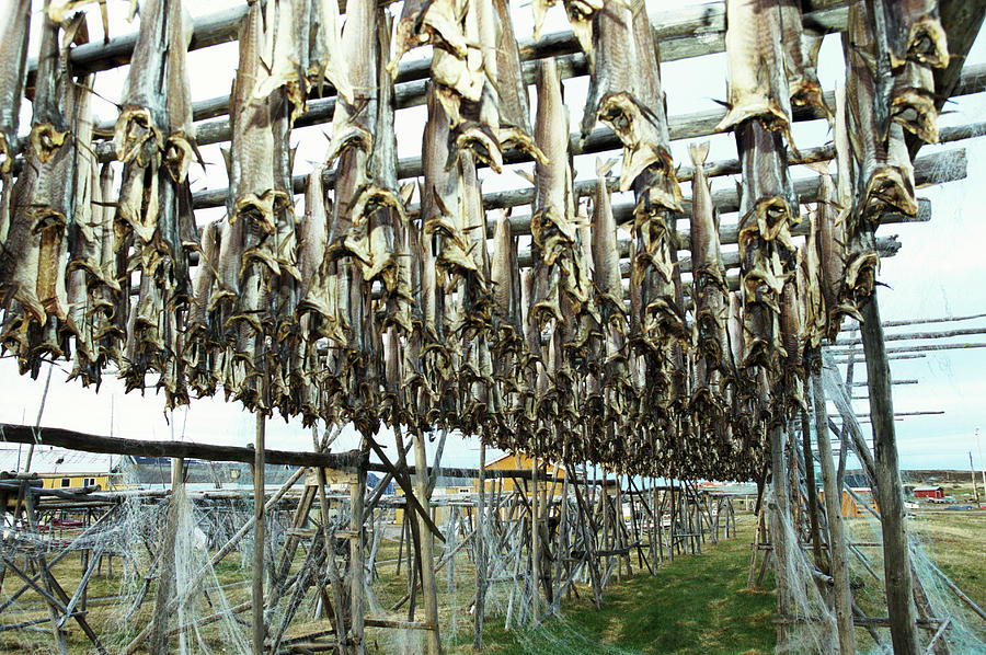 Fish Photograph - Racks Of Cod by Leslie J Borg/science Photo Library