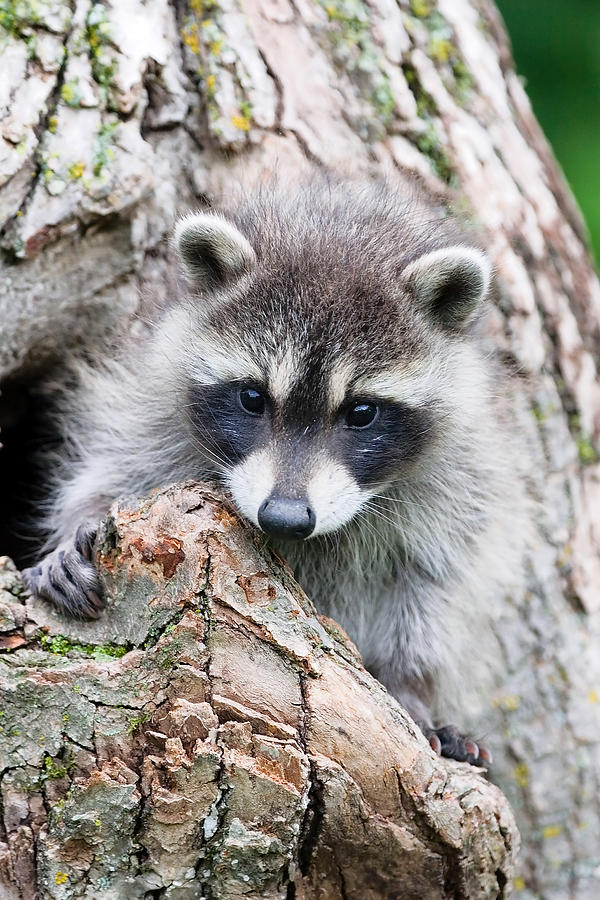 Animal Photograph - Racoon Baby in Tree 3 by Jennifer Richards