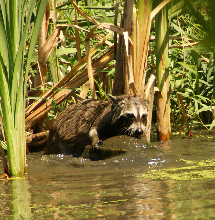 Turtle Photograph - Raccoon Eating Turtle 2 by Vernis Maxwell