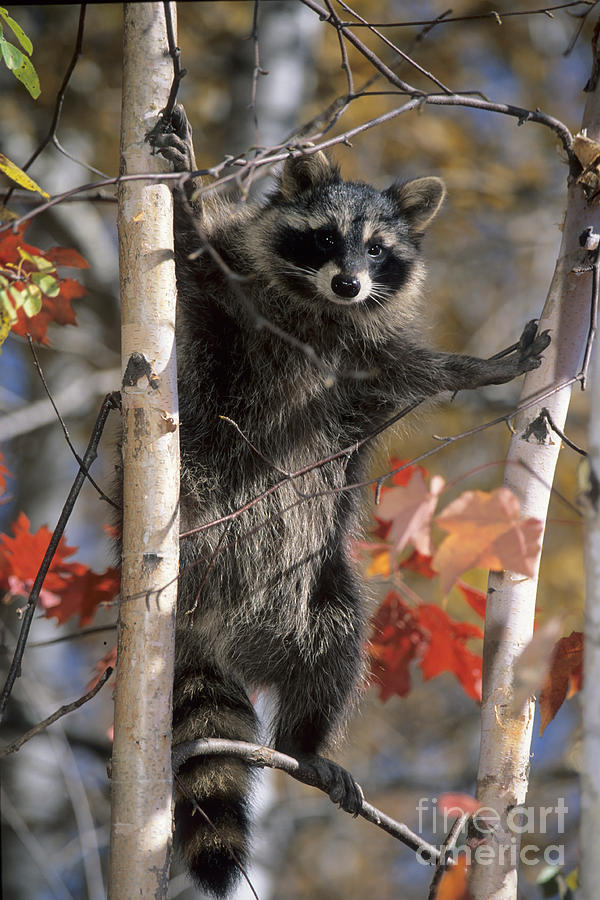 Racoon in Tree Photograph by Chris Scroggins
