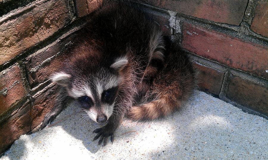 Racoon Baby Waiting for Mom Photograph by Kenny Glover