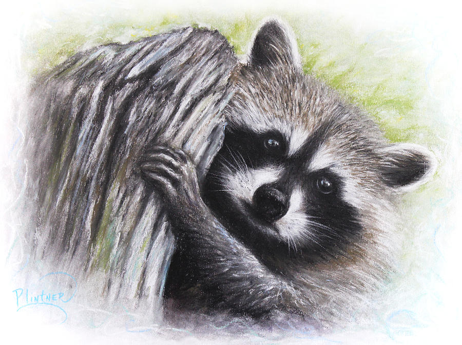 Raccoon  Drawing by Patricia Lintner