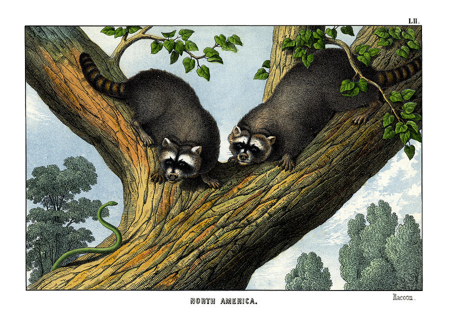Mammal Drawing - Racoon by Splendid Art Prints