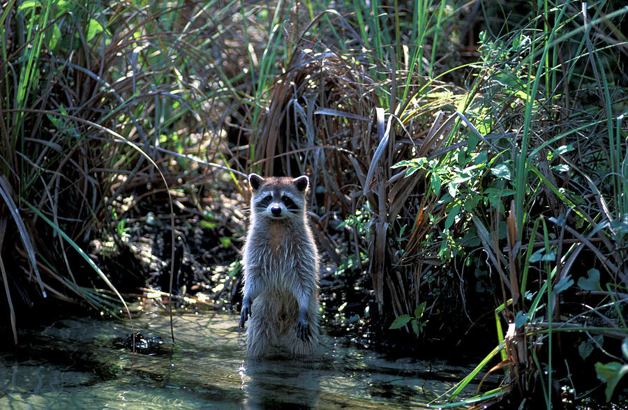 Color Image Photograph - Racoon Standing In Water Procyon Lotor by Christian Heeb