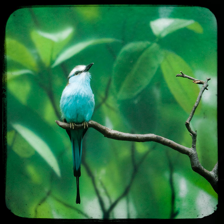 Bird Photograph - Racquet tailed roller by Gary Heller