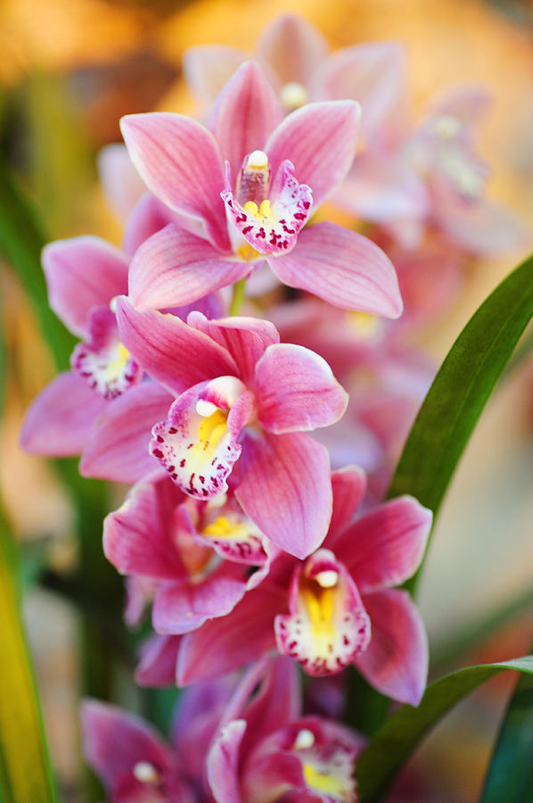 Radiance of Beauty. Orchids Photograph by Jenny Rainbow