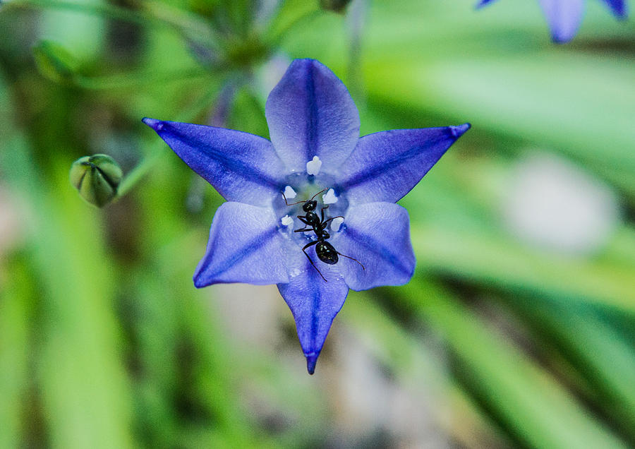 Insects Photograph - Radiant Blue Star with Ant by Douglas Barnett
