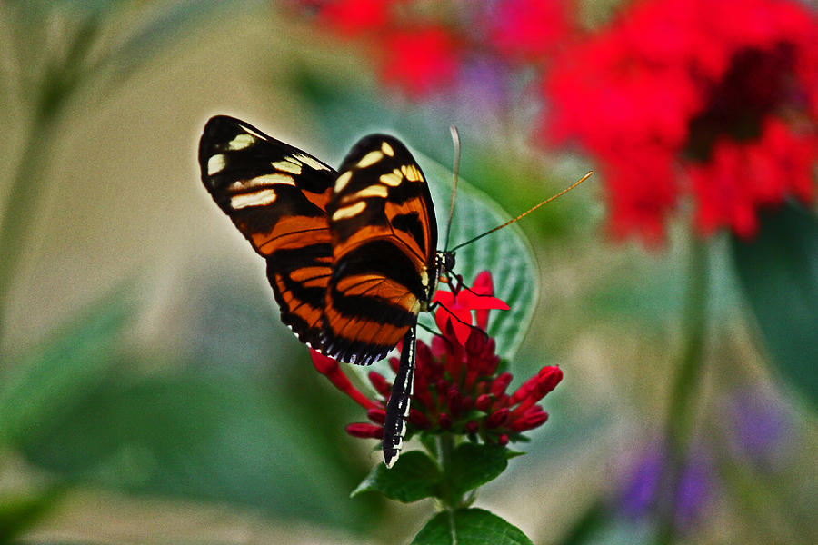 Radiant butterfly Photograph by Lily K
