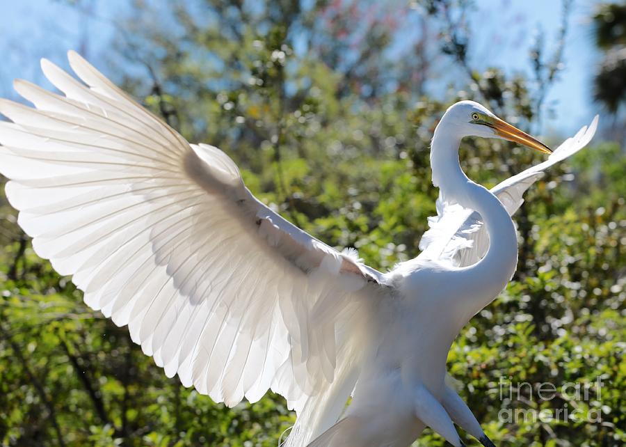 Egret Photograph - Radiant Great Egret by Carol Groenen