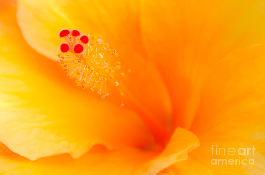 Radiant Hibiscus Photograph by David Lawson