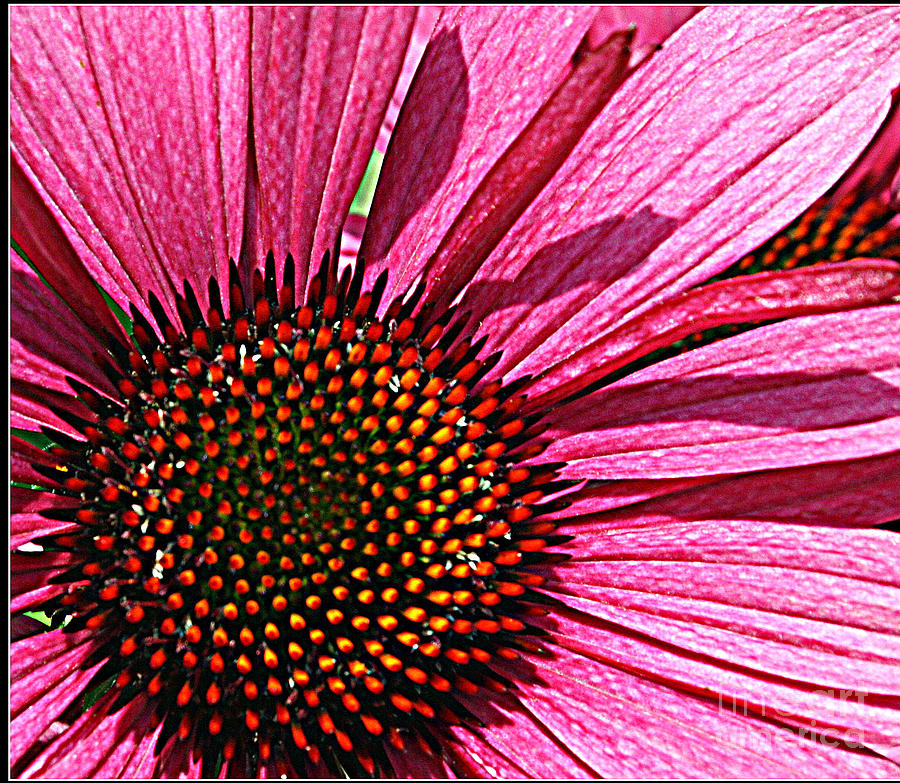 Radiant In Pink - Cone Flower Photograph by Dora Sofia Caputo ...