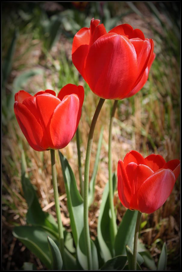 Radiant in Red - Tulips Photograph by Dora Sofia Caputo