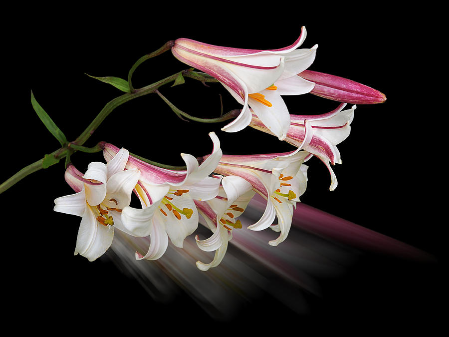 Promise - Pink Lily With Bud by Gill Billington