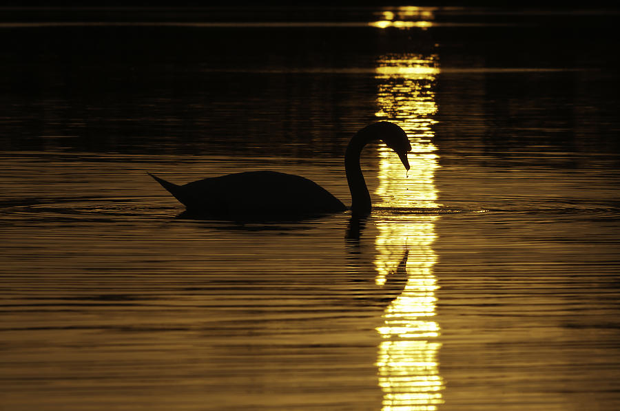 Swan Photograph - Radiant Nourishment by Craig Szymanski