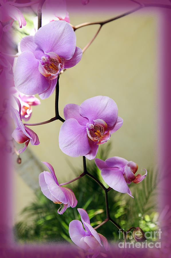 Radiant Orchid Cascade Photograph by Andee Design