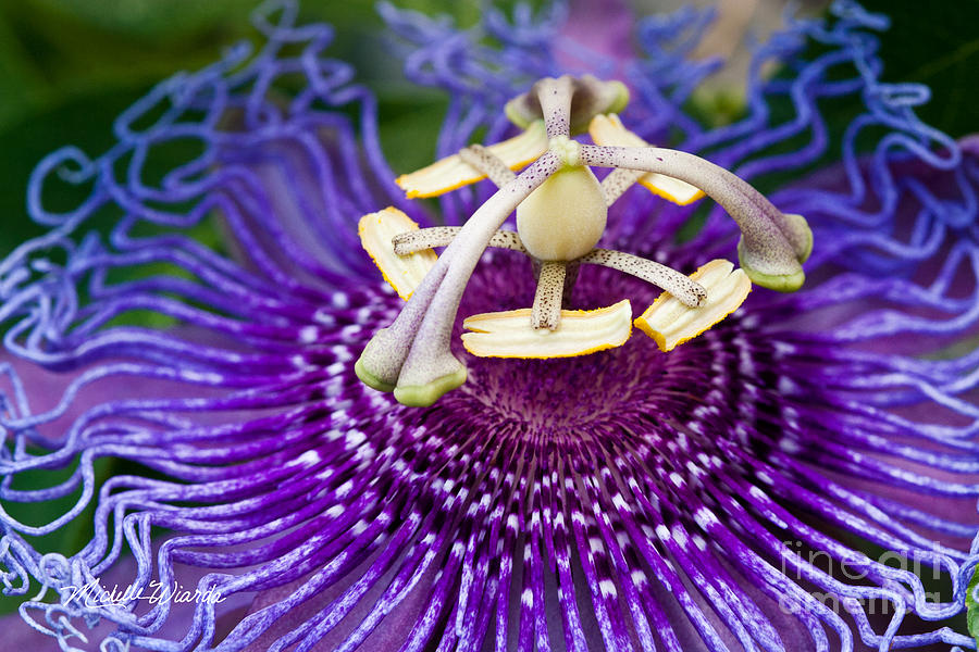 Orchid Photograph - Radiant Passiflora by Michelle Constantine