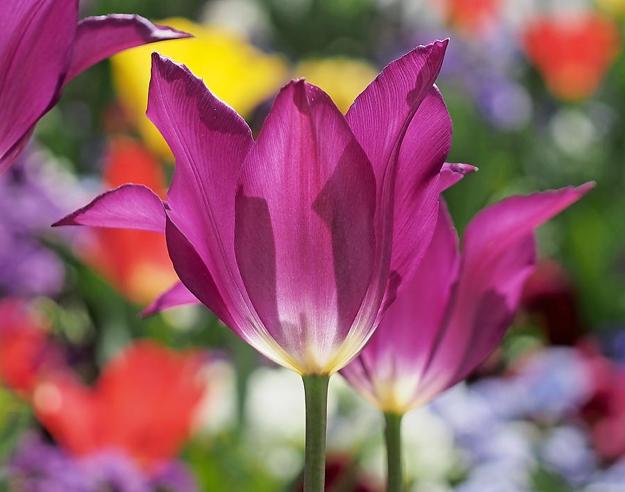 Radiant Purple Tulips Photograph by Rona Black
