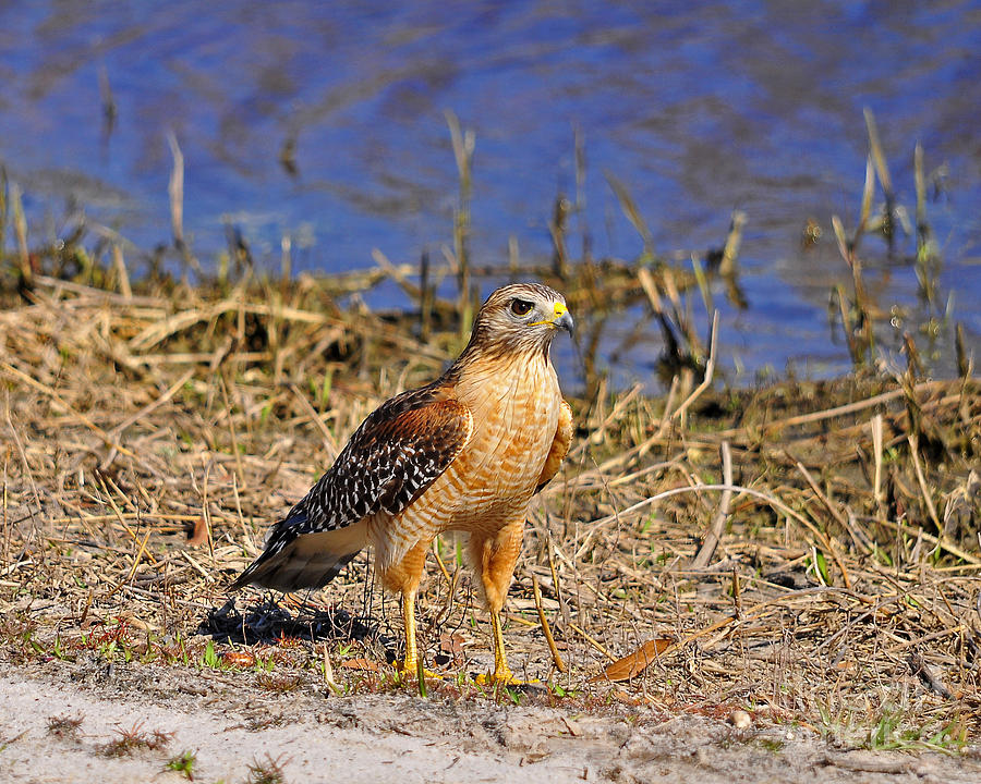 Hawk Photograph - Radiant Raptor by Al Powell Photography USA