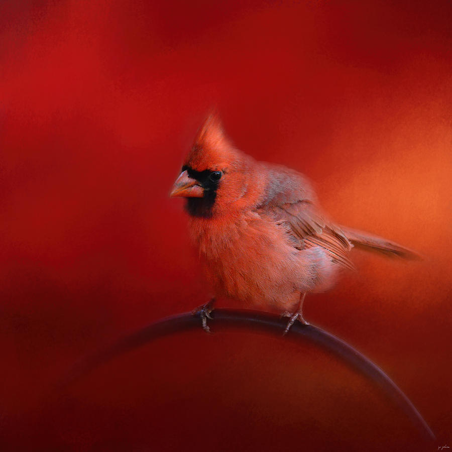 Radiant Red Bird Photograph by Jai Johnson
