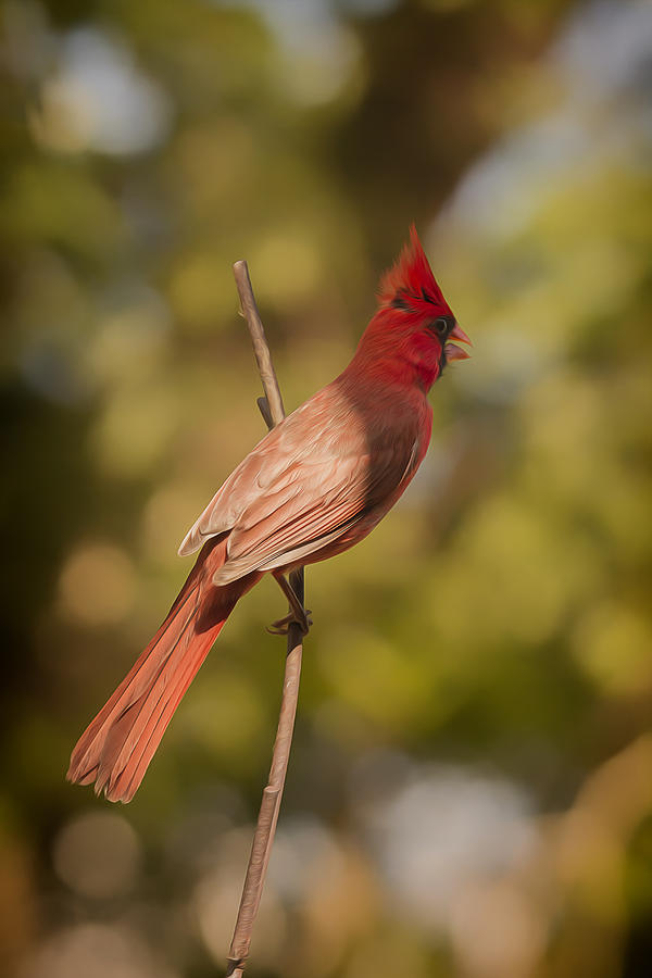 Radiant Red Bird Photograph