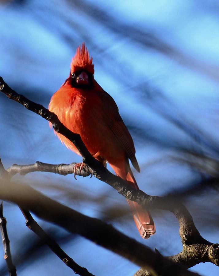 Radiant Red Cardinal Photograph by Maria Urso