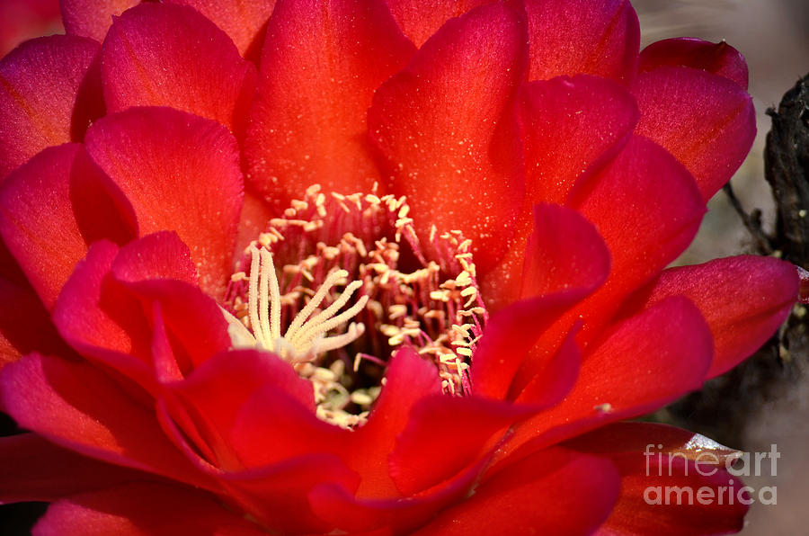 Radiant Red Photograph by Deb Halloran