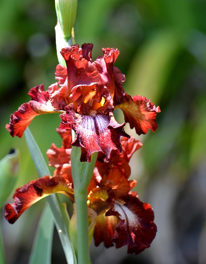Radiant Red Iris Photograph by Maria Urso