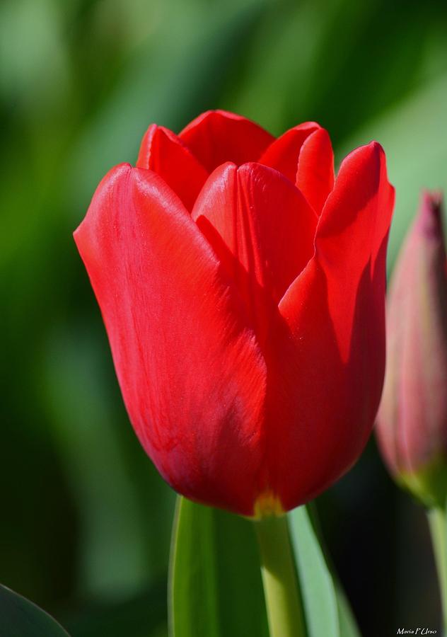 Radiant Red Tulip Photograph by Maria Urso